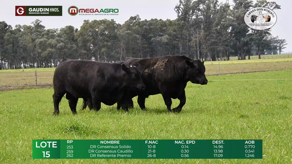 Lote LOTE 15      ANGUS    2 años