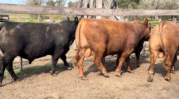 Lote CABÑA EL PROGRESO