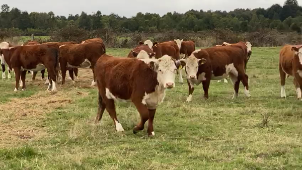 Lote 55 Vaquilla Engorda en X Región Los Lagos, Frutillar