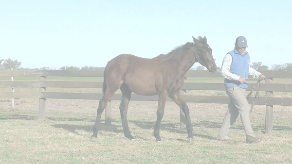 Lote ALMA RENDIDA (BACKYARD HEAVEN -  SHANGHAI MADAME)