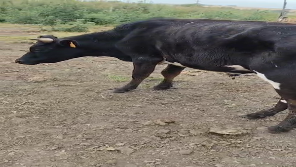 Lote Terneros 210kg - , San José