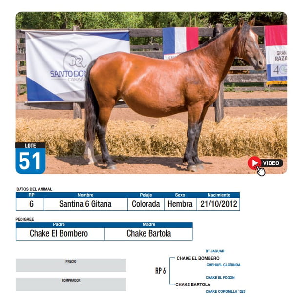 Lote Santina 6 Gitana