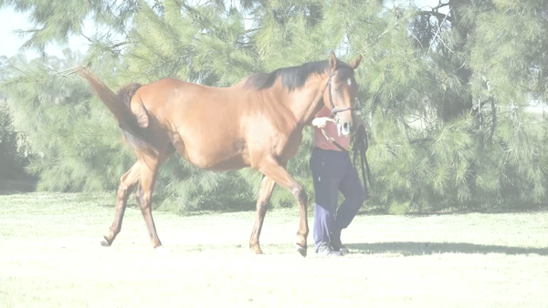 Lote INFINIT STAI (TETELESTAI - CURISOSA GULCH)  Preñez por LUK JOY