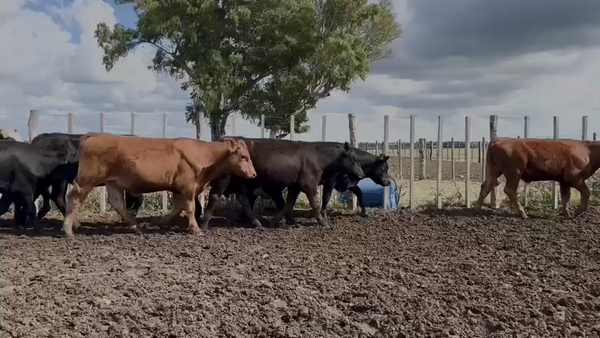 Lote NOVILLOS 1 a 2 AÑOS