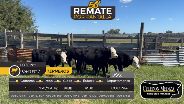 Lote 5 Terneros en Otra Localidad, Colonia