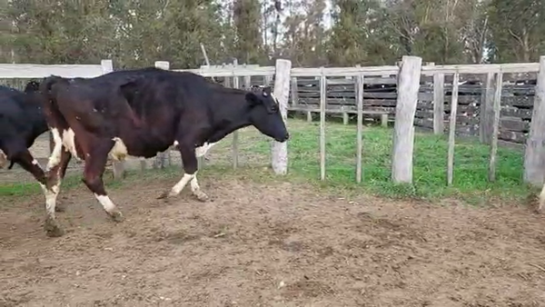 Lote 4 Vacas de Invernada HOLANDO 470kg - , San José