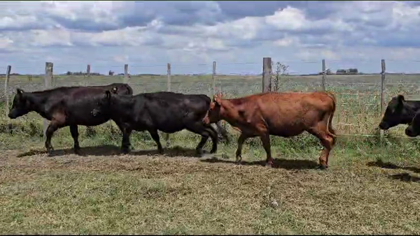 Lote 19 Terneras en Suipacha, Buenos Aires