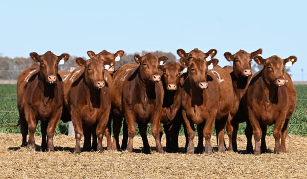 Lote VAQUILLONA ANGUS PC PRIMAVERA