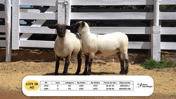 Lote Lote 28- AO