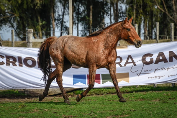 Lote NEVADA DE VERDES MARES