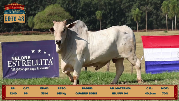 Lote LOTE 48