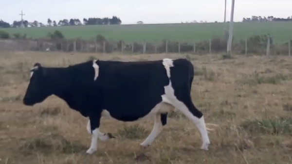 Lote 2 Vacas de Invernada HOLANDO 380kg - , San José