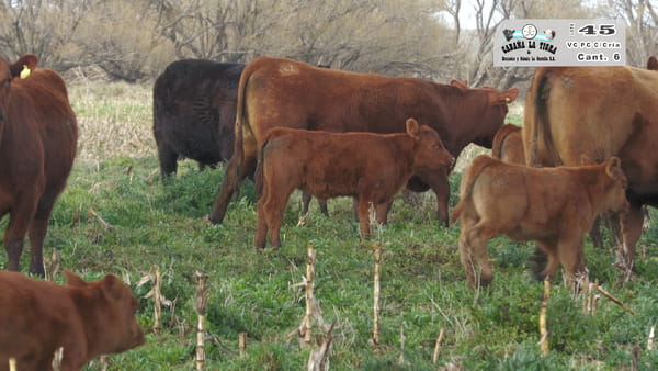 Lote VAQUILLONAS PC COLORADAS PARIDAS