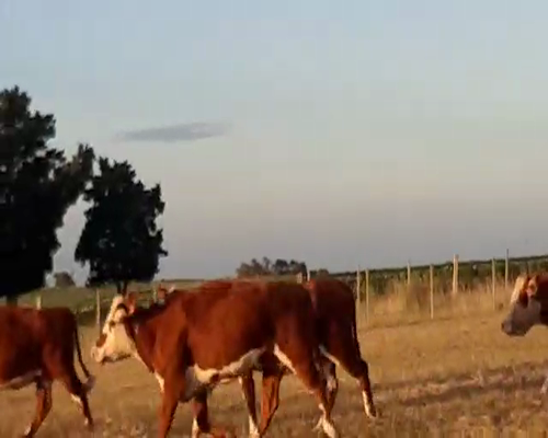 Lote 20 Vacas de Invernada HEREFORD 420kg - , San José