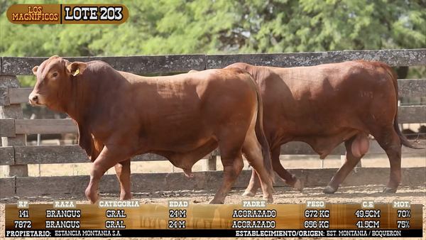 Lote LOTE 203 - VIVO