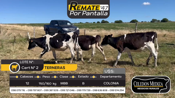 Lote 12 Terneras en Otra Localidad, Colonia
