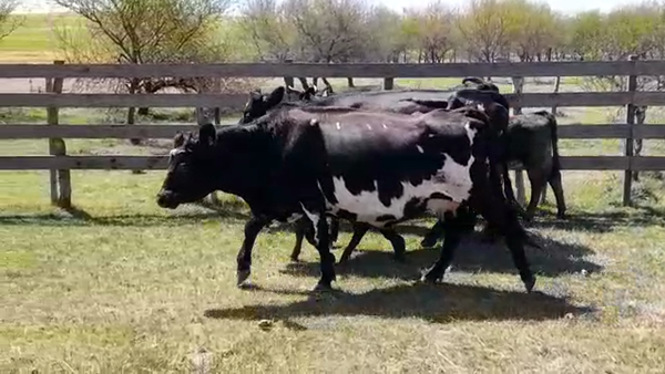 Lote (Vendido)6 Piezas de cría HOLANDO/ ANGUS en POLANCOS