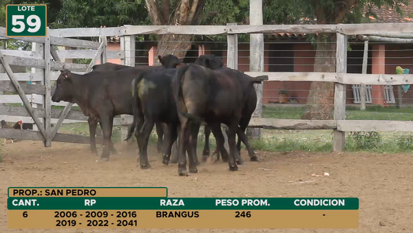 Lote HEMBRAS LOTE 59