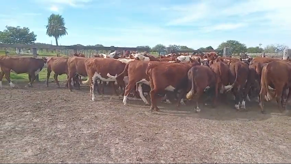 Lote 42 Vaquillonas C/ gtia de preñez en Corrientes, Perugorría