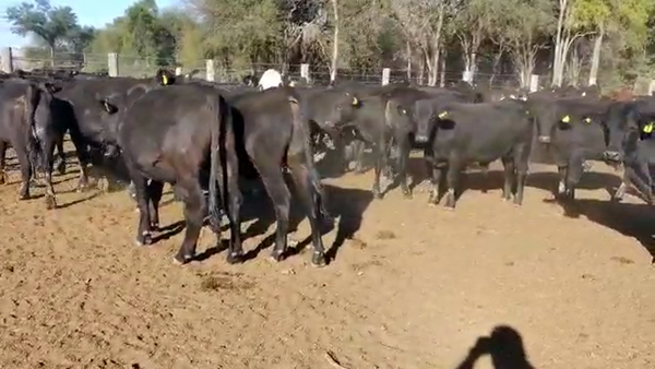 Lote 70 Novillos en Quimilí, Santiago del Estero