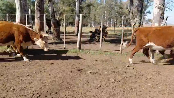 Lote VACAS PREÑADAS