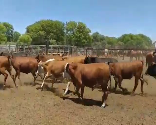 Lote 65 Novillos en Vilelas, Santiago del Estero