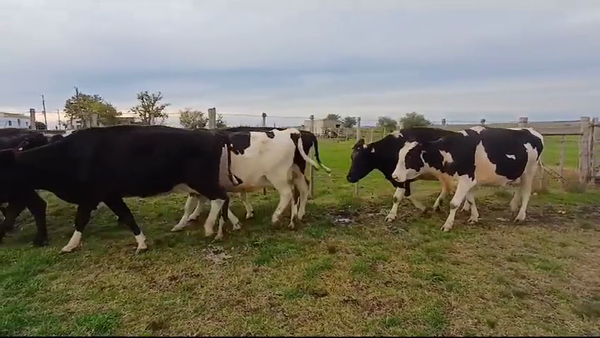 Lote VACAS DE INVERNADA