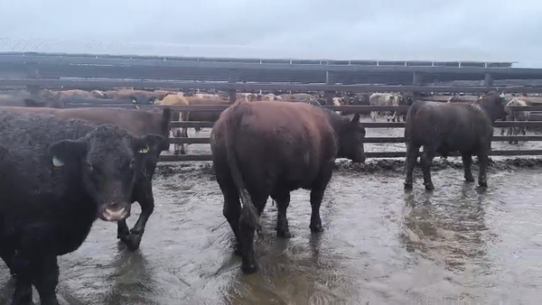Lote 20 Novillo Gordo en Los Ángeles, VIII Región Biobío