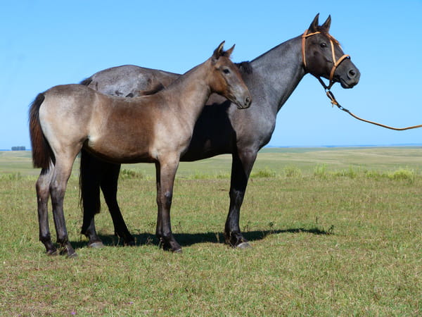 Lote Calera Calandria 4332