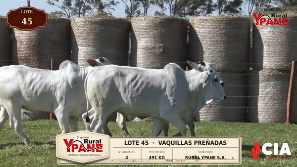 Lote Lote 45