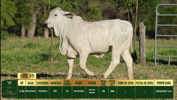 Lote LOTE 35
