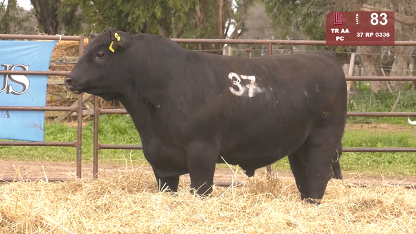 37 03336 — TOROS ANGUS NEGROS  PC