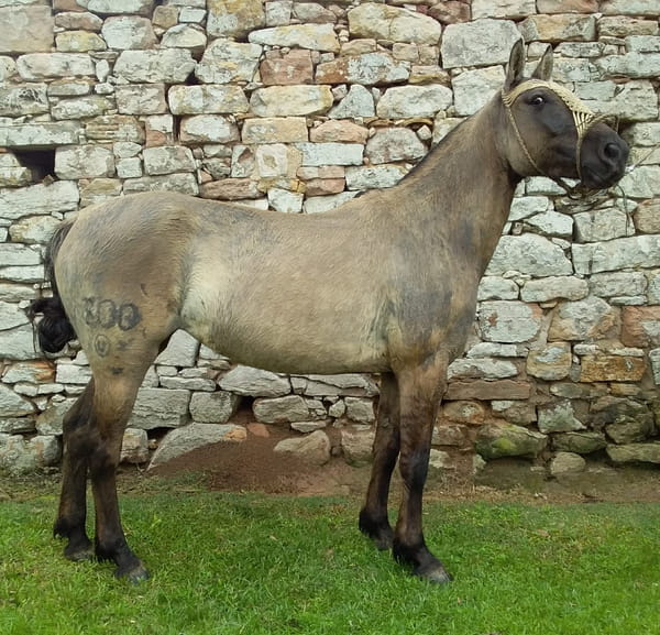 Lote Cabaña "El Tacuaral" - RP 300 - Linda El Tacuaral