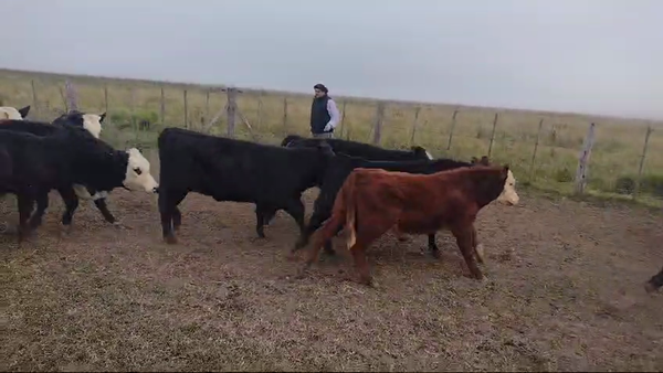 Lote 88 Terneros/as en Rauch, Buenos Aires