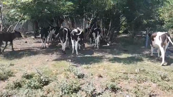 Lote 10 Terneros, San José