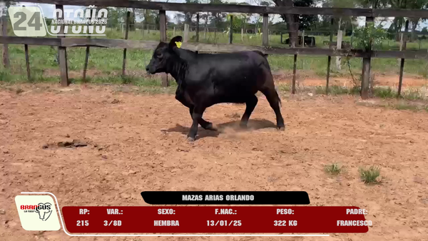 Lote LOTE 24 -DE JUNIOR