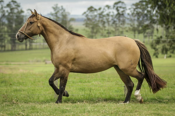 Lote JOVENZUELA DE LA COLINA R.P 192