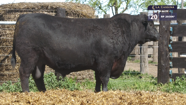 2608N* — TOROS ABERDEEN ANGUS PP