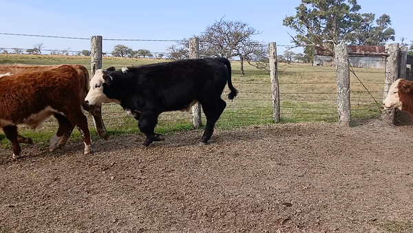 Lote 80 Terneros/as en Corrientes, Curuzu Cuatia