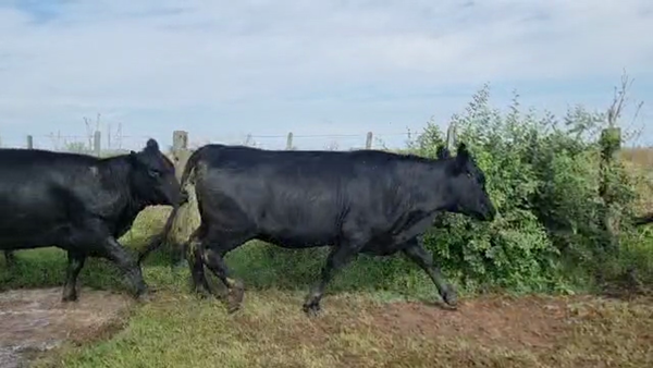 Lote 37 Vaquillonas C/ gtia de preñez en Tapalqué, Buenos Aires