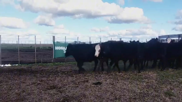 Lote 64 Novillitos en Olavarria