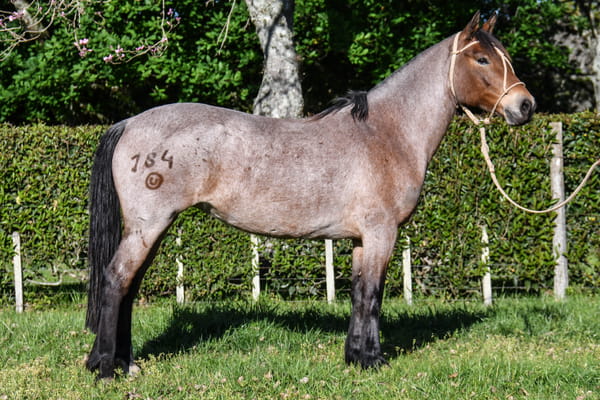 Lote Rencorosa del Paso