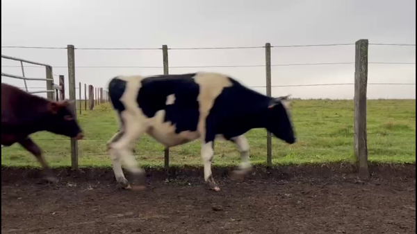 Lote TERNEROS HOLANDO