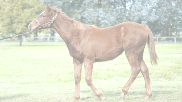 Lote OLEADA IMPERIAL (DADDY LONG LEGS -  GRAN OLEADA)