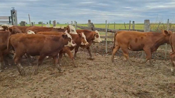 Lote 44 Terneros Cruza en Bigand,  Santa Fe