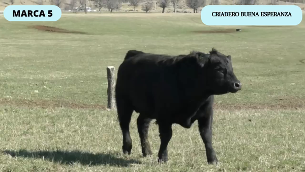 Lote 1 Toro en Coyhaique, XI Región Aysén