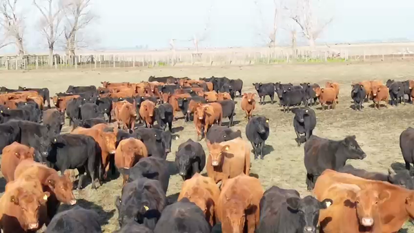 Lote 443 Vacas nuevas C/ gtia de preñez