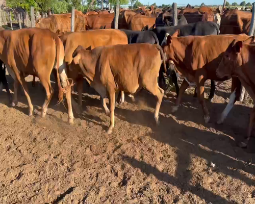Lote 94 Novillitos en Juan José Castelli, Chaco