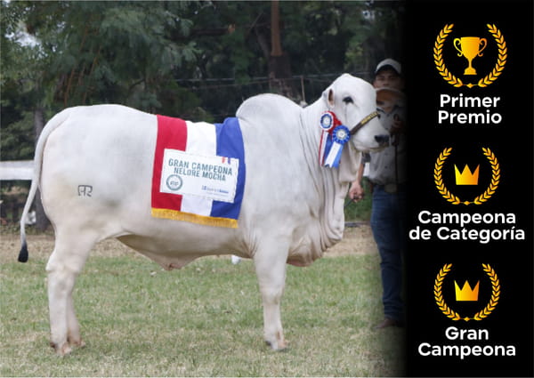 Lote Nelore a Bozal Expo Internacional 2022 RP 538  - Lote 20