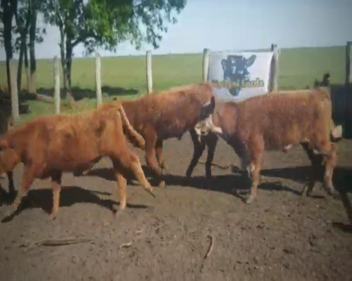 Lote 40 Terneros/as en Entre Ríos